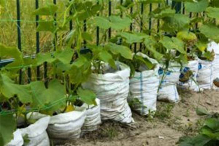 Дачні ідеї для подвір'я своїми руками - варіанти бюджетної прикраси